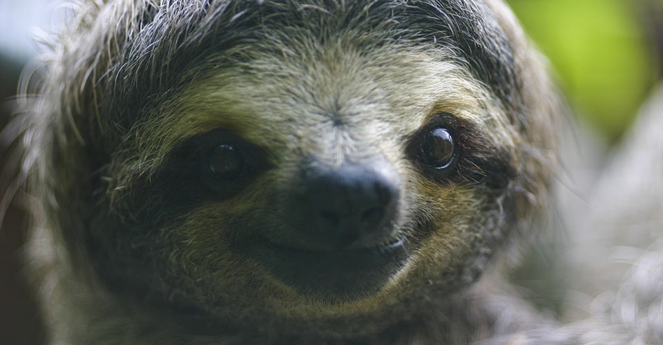 Sloth1